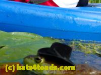/home//u458753944/public_html/sourcegallery/////////////////Frogs/More bullfrogs/P8180210.JPG